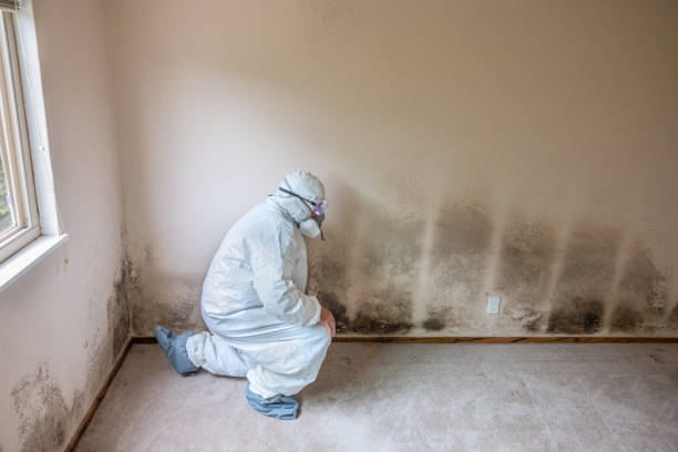 Mold Testing and Removal in Shallotte, NC