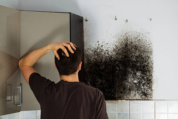 Professional Mold Removal in Shallotte, NC